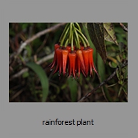 rainforest plant